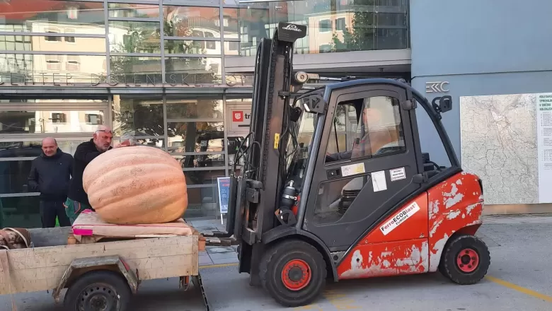 <p><strong><span style="color: rgb(59, 59, 59); font-size: 36px;">Giant Pumpkin!</span></strong></p> 